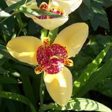 Visit us to learn flowers that begin with t and more! Flowers That Begin With T A To Z Flowers