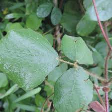 Image result for Rhynchosia viscosa