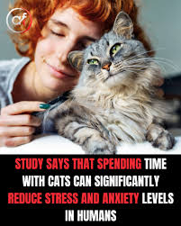 Interacting with cats can help reduce stress and anxiety levels." Oo nga