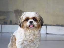 Looking out of car window at sunset light. 8 Shih Tzu Pros And Cons Is It The Right Dog For You