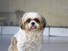 Shih Tzu 101: Is a Shih Tzu the Right Dog for You? - Ollie Blog