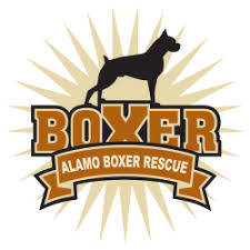 Jacob is one of the many puppies we have at the rescue. Alamo Boxer Rescue Austin Boxer Rescue