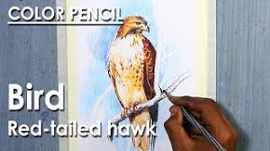 Maybe you would like to learn more about one of these? Colored Pencil Drawing Bird Red Tailed Hawk Youtube