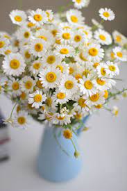 Pin On Flowers Plants