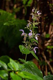 Image result for Brillantaisia cicatricosa