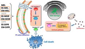 Image result for Melphalan