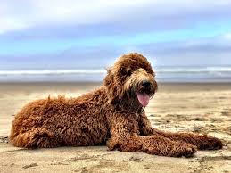 Jun 09, 2021 · goldendoodles hypoallergenic premier breeder of florida. Goldendoodle And Labradoodle Puppies For Sale Glamour Doodles