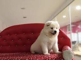 satilik kopekler kopek ciftligi kafe restoran kahvalti samoyed yavru petcim com 30013 samoyed cins kopek sahiplenme ilanlar samoyed healthy pets animal lover