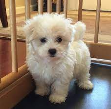 Maltipoo puppies for sale they are healthy, good natured, smart, and good with children. Maltipoo Pets And Animals For Sale Michigan
