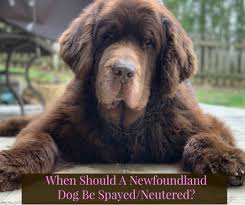 When Should A Newfoundland Dog Be Spayed Or Neutered My