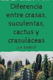 Es una especie de pero sucede algo muy curioso y es que la diferencia entre cactus y suculentas es muy grande. Diferencias Entre Suculentas Crasas Crasulaceas Cactus Y Cactaceas Lo Sabias Suculentas Suculentas Colgantes Crasulaceas