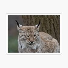 Leopardus is a genus comprising eight species of small cats native to the americas. Eurasischer Luchs Geschenke Merchandise Redbubble