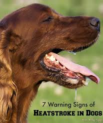 7 Warning Signs Of Heatstroke In Dogs Miss Molly Says Heat Stroke In Dogs Irish Setter Dogs Dog In Heat