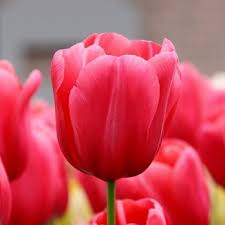 DWIGHT HEDGER PHOTOGRAPHER