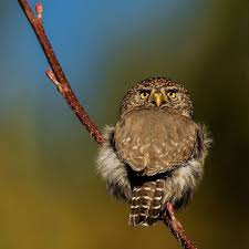 The Stare By Natalyagunde Owl Baykus
