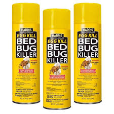 Image result for bed bugs eggs
