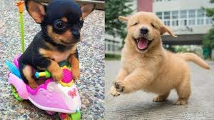 Baby Dogs Cute And Funny Dog Videos Compilation 6 Fun Animals Videos In 2020 Funny Dog Videos Baby Dogs Dog Gifs