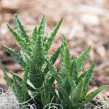Image result for Aloe wollastonii