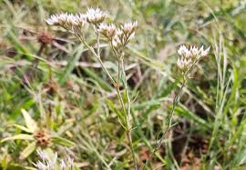 Image result for Polycarpaea corymbosa