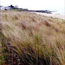 L Oyat Une Plante Qui Stabilise Le Sable Des Dunes Natural Landmarks Nature Landmarks