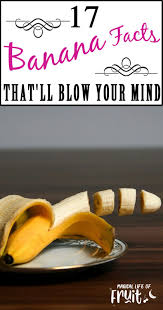 17 Banana Facts That Ll Blow Your Mind Magical Life Of Fruit Banana Facts Banana Fruit Nutrition
