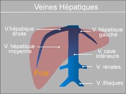 Association Des Malades Des Vaisseaux Du Foie Le Tips