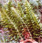 Image result for Drynaria