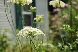 Pin By Katrin Reggentin On Charming Anne Queen Annes Lace Green Gables Meadow Garden