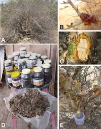 Image result for Abutilon englerianum