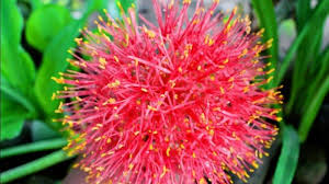 We did not find results for: Bunga Merah Yang Mirip Duri Ini Disebut Bunga Desember Di Indonesia Kenapa Tribun Travel