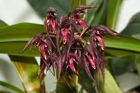 Image result for Hypericophyllum