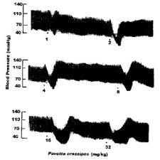 Image result for Pavetta crassipes
