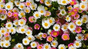 Image result for Erigeron karvinskianus