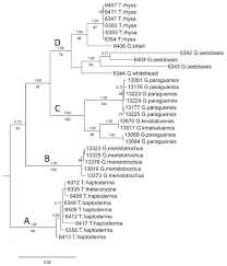 We did not find results for: A Molecular Phylogeny Of Geotrochus And Trochomorpha Species Gastropoda Trochomorphidae In Sabah Malaysia Reveals Convergent Evolution Of Shell Morphology Driven By Environmental Influences Peerj