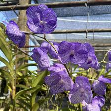 Image result for Vanda coerulea