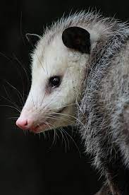 Rapunzel Opossum Opossums Are Creatures With Which You Can Probably Live And Let Live They Come Out After Dark So You Awesome Possum Opossum Pet Birds