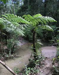 Image result for Cyathea cf. humilis