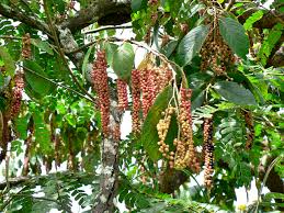 Image result for Antidesma venosum