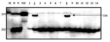 Image result for Delta F508