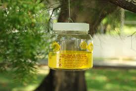 This is kind of gross, but clearly it works. European Wasp Trapping Instructions Agriculture And Food