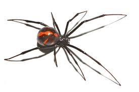 Make sure your home & yard is protected from spiders and other poisonous pests with help from black widow spider information & identification. 475 Best Mactans Images Stock Photos Vectors Adobe Stock