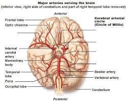 The blood vessels divide into small capillaries, with each ending in a lobule. Pin On Neurology