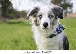 Über 80% neue produkte zum festpreis; Border Collie Blue Merle Portrait Stock Photo Edit Now 736601011