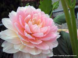 Dahliapink4360 Katie This Is A Dahlia It Has The Look Of A Peony Do You Like This White Dahlias Bride Flowers Flowers