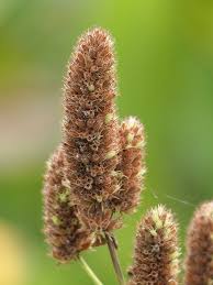 Image result for Cantinoa