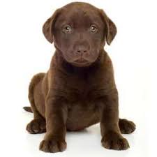 We have lab puppies living in new hampshire, massachusetts, connecticut, maine, new york, new jersey, rhode island, and vermont just to name a few. Labrador Retriever Puppies For Sale Pets4you Com