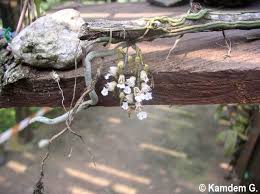 Image result for Microcoelia physophora