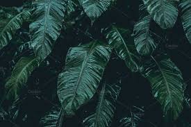 Rainforest Dark Green Aesthetic Slytherin Aesthetic Nature Photos