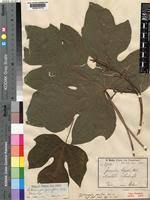 Image result for Cylicomorpha parviflora