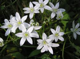 Image result for Ornithogalum